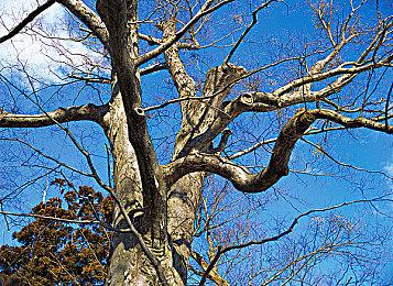 《城市：天际线2》开发者研究新补丁修复流浪狗的问题